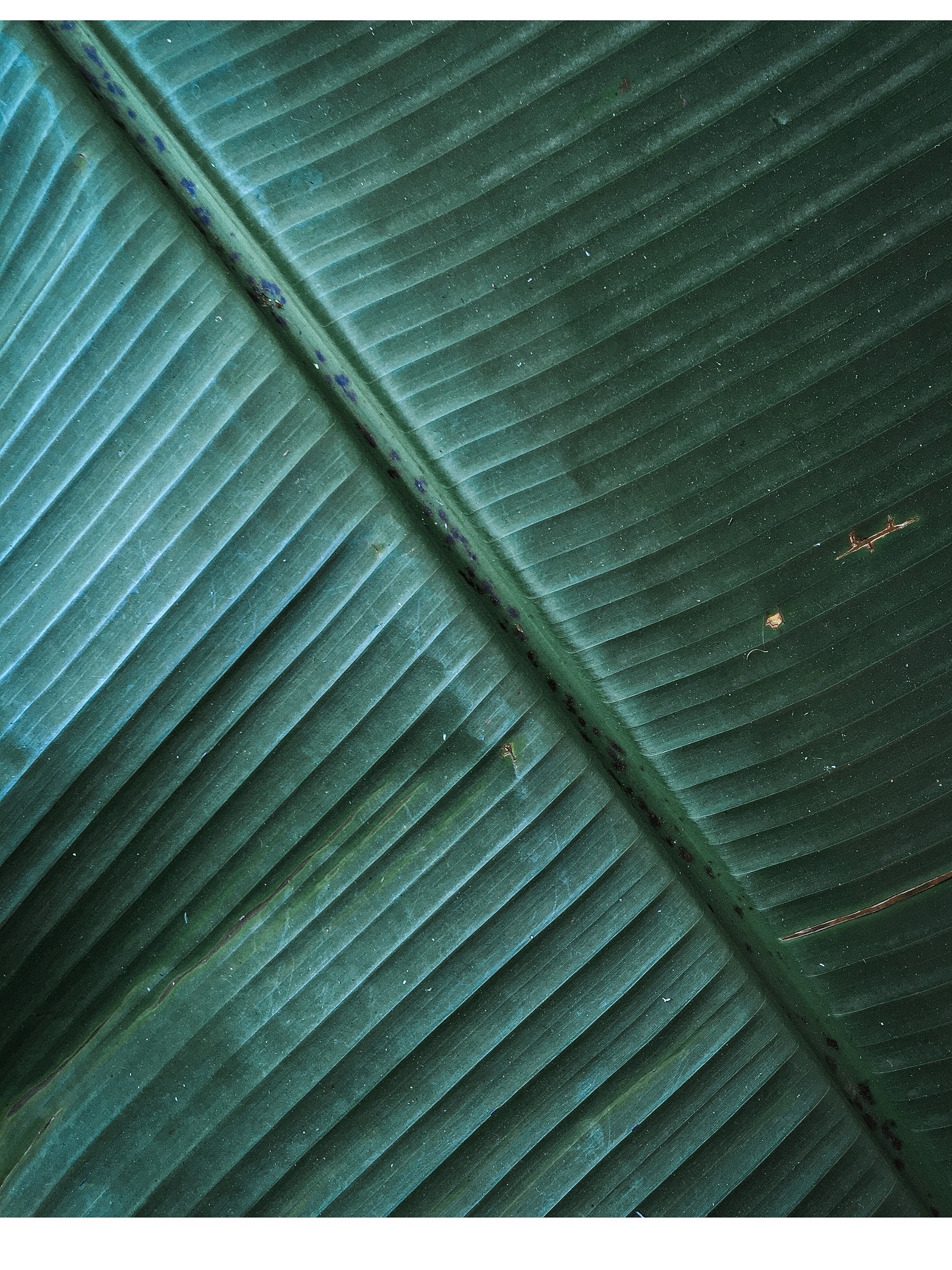 Close-up of large green leaf texture.